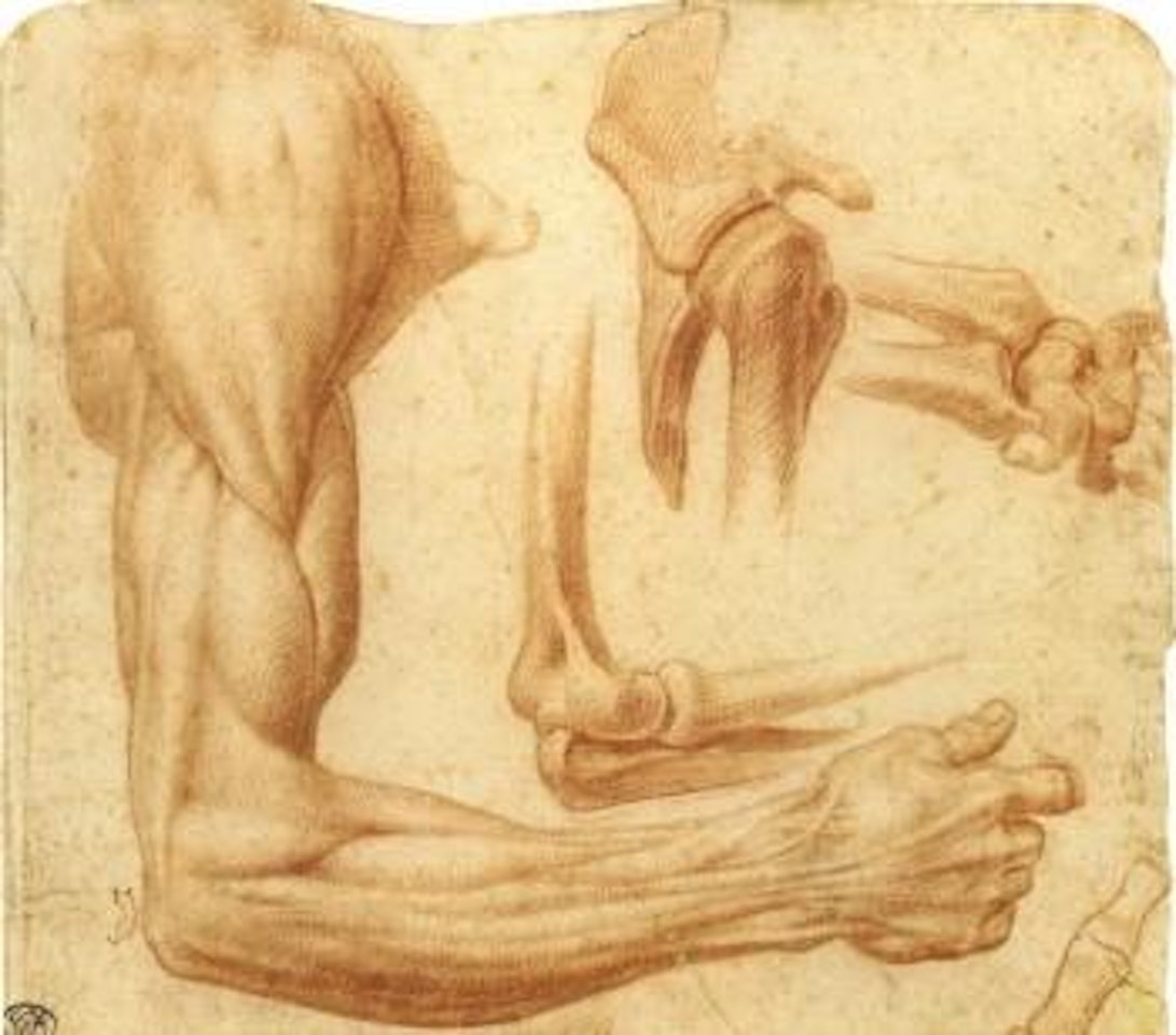 Un bras droit ecorche, avec des etudes des os et articulations by Francesco Salviati