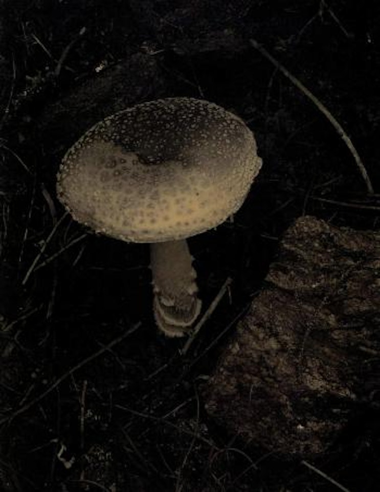 Toadstool, Maine by Paul Strand