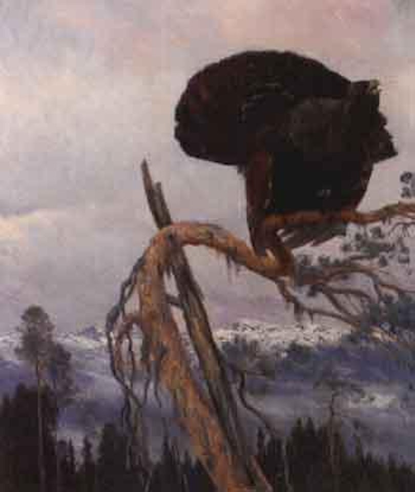 Capercaillie in tree top by Christian Skredsvig