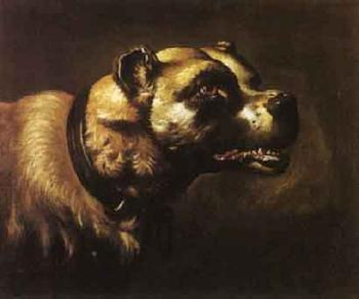 Etude de chien by Jan Weenix