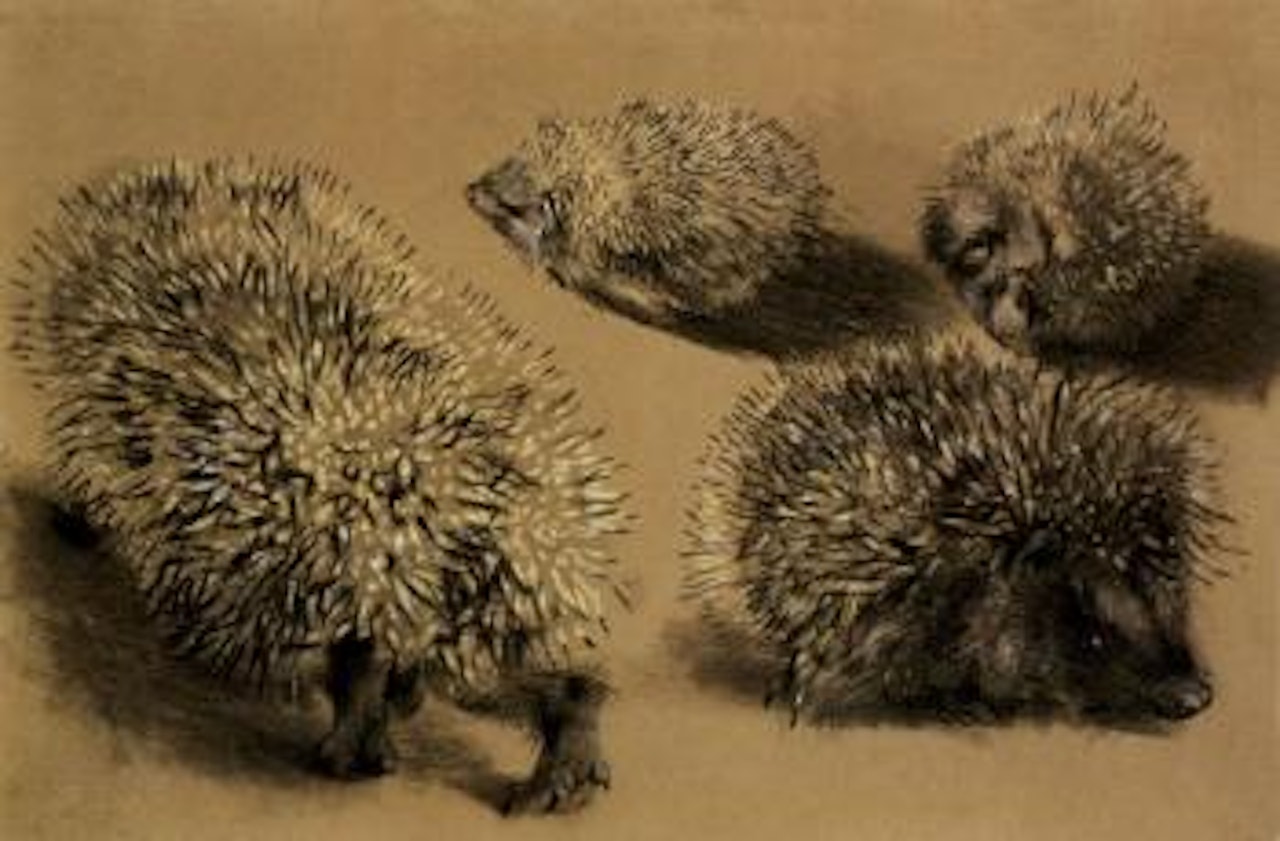Four studies of a hedgehog by Adolph Menzel