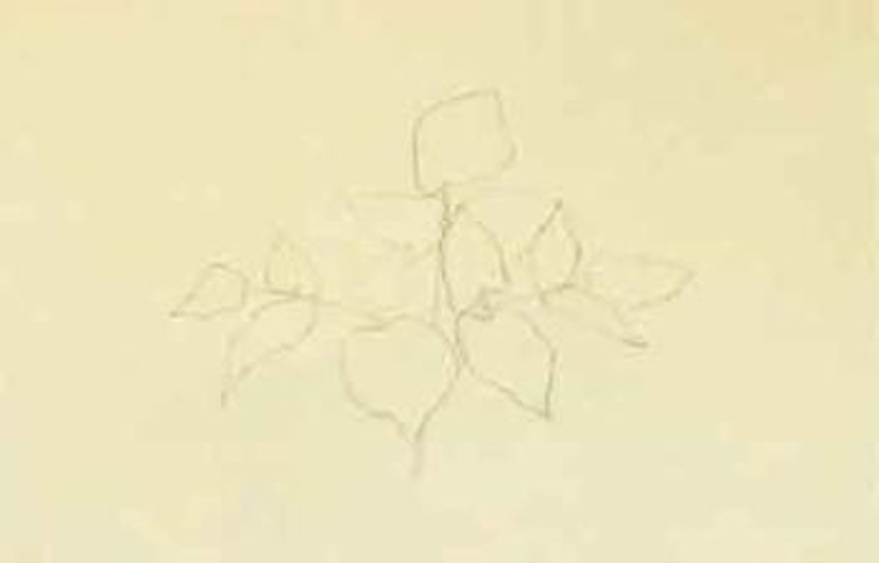 Sarsaparilla by Ellsworth Kelly