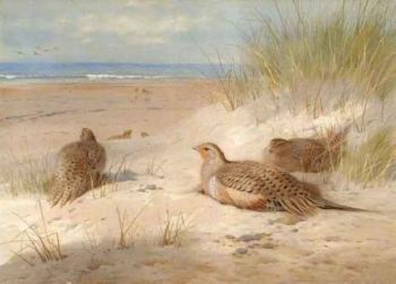 Sand grouse by Archibald Thorburn