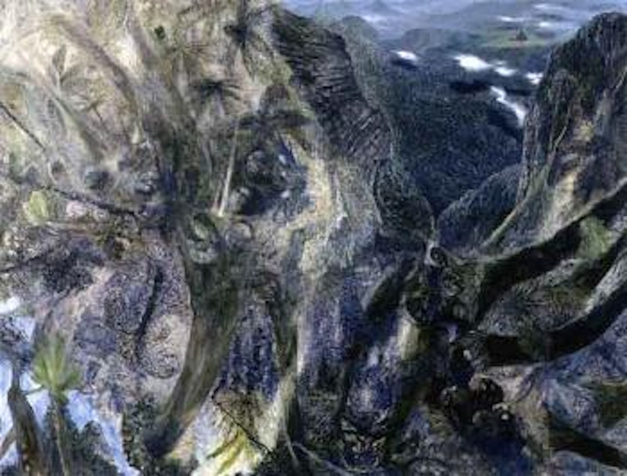 Springbrook rainforest with Antarctic beech by William Francis Robinson