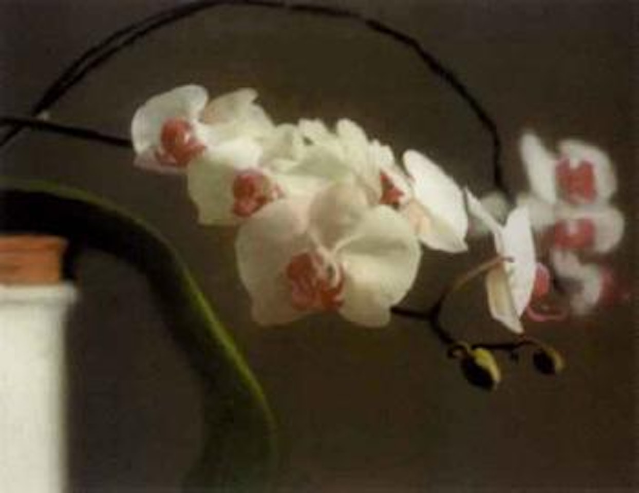 Orchids by Gerhard Richter