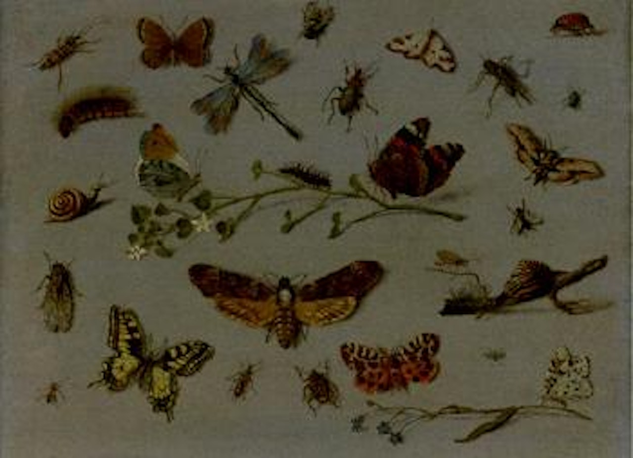 Death's head moth, red admiral and other insects by Jan Van Kessel The Elder