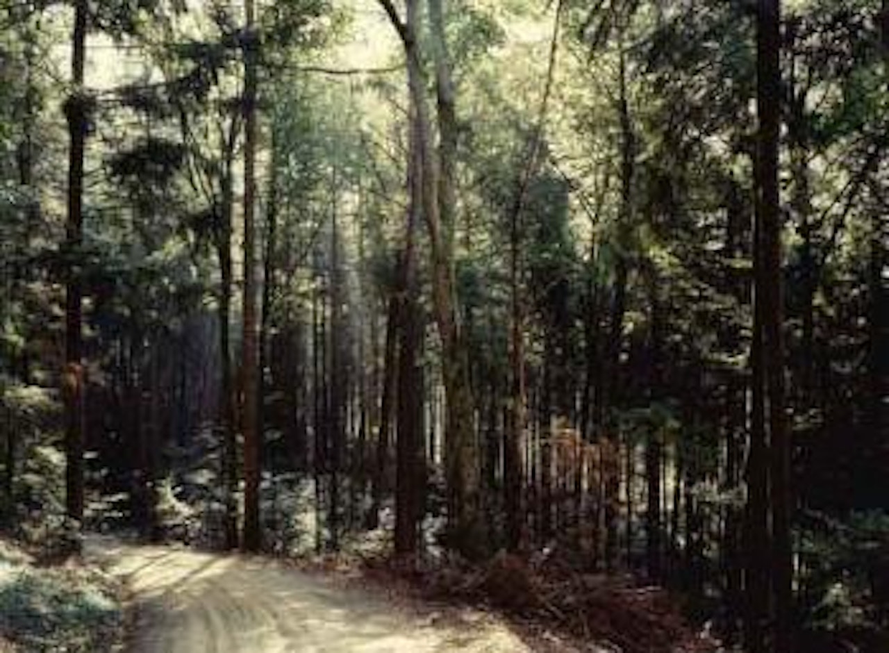 Landschaft no.14, Winterthur - Landscape by Thomas Struth