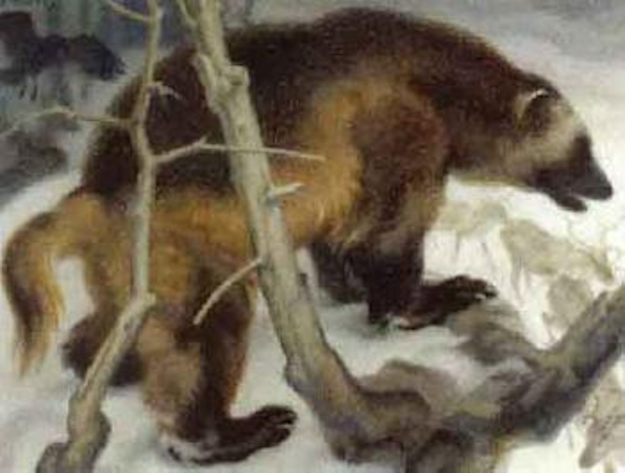 Mist with wolverine by Norbertine Bresslern-Roth