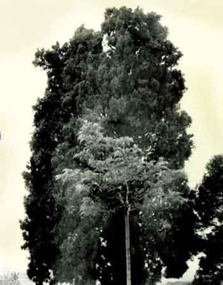 Aix-en-Provence by Harry Callahan
