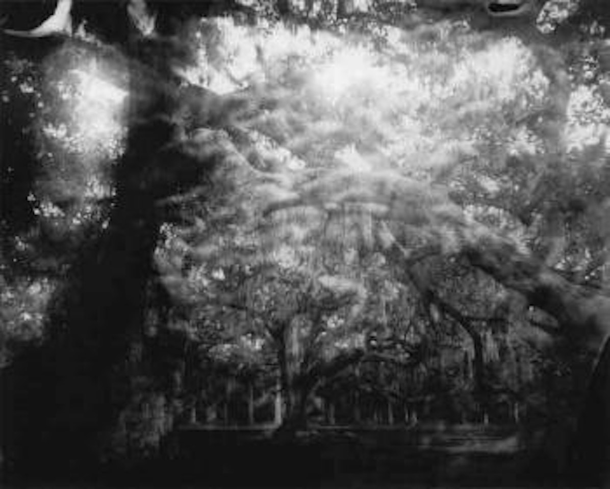 Untitled from deep south by Sally Mann