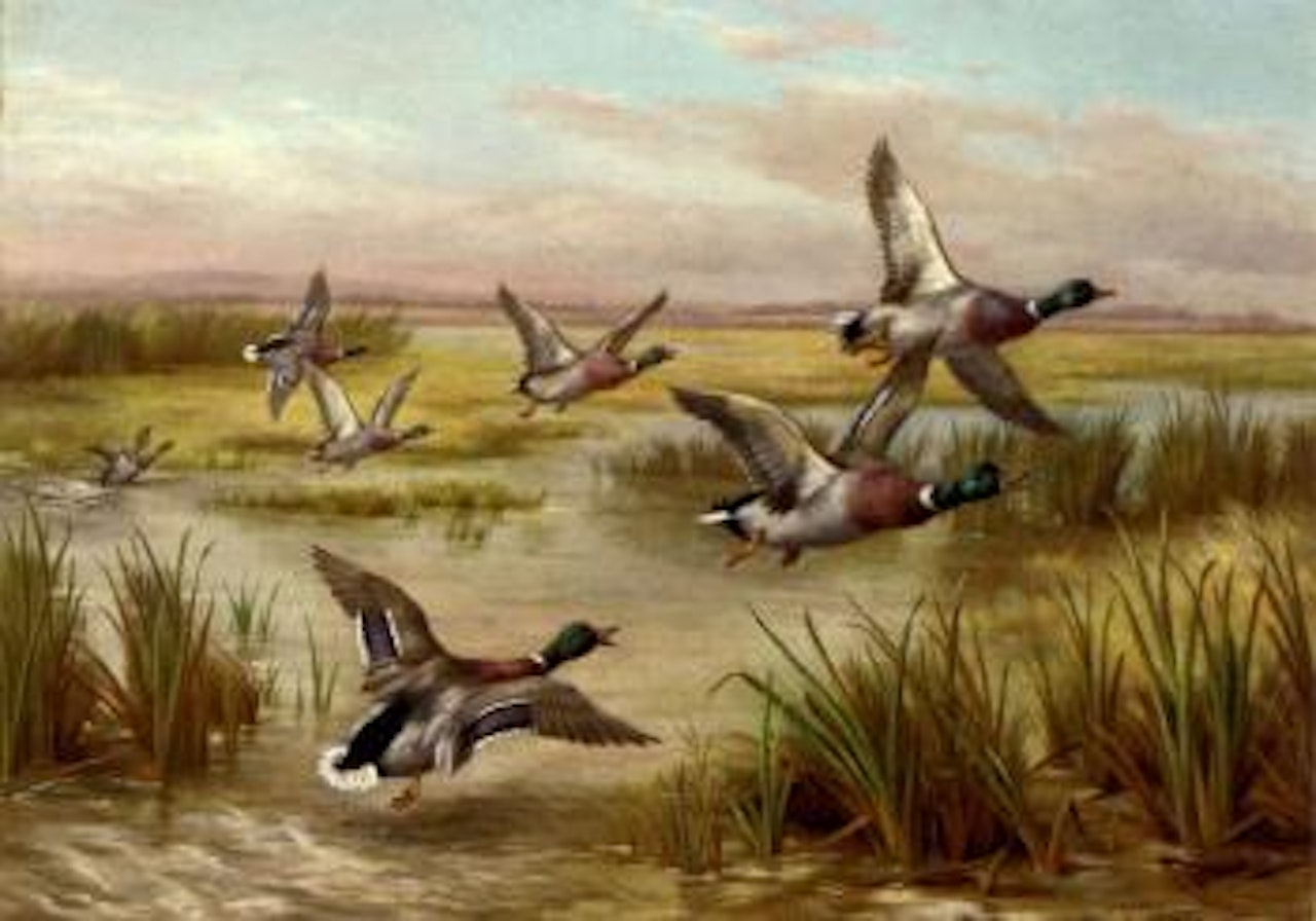 Mallard in flight over wetlands by Edgar Hunt