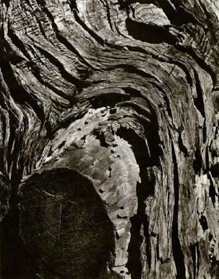 Monterey cypress by Edward Weston