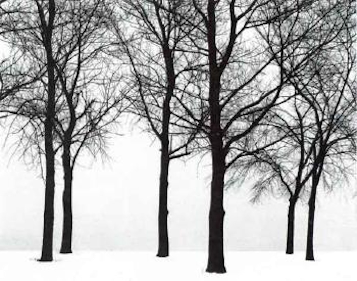 Chicago, trees in snow by Harry Callahan
