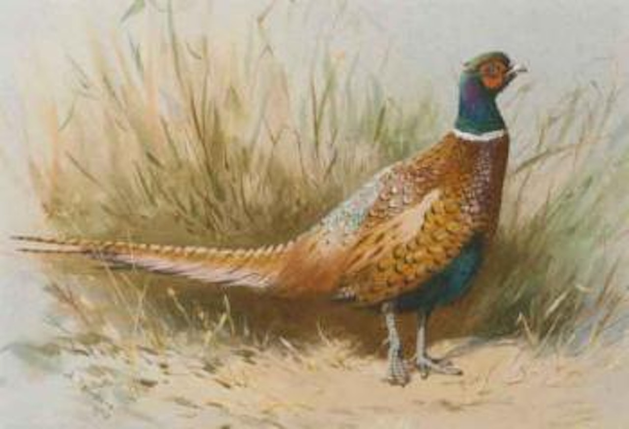 Pheasant by Archibald Thorburn