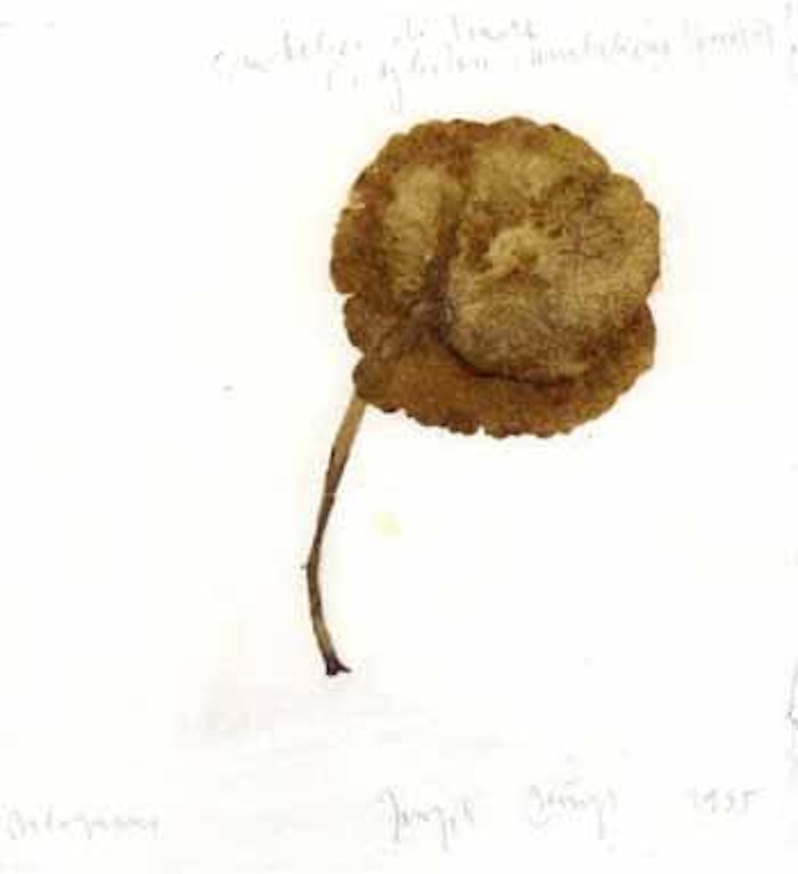 Ombelico di venere by Joseph Beuys