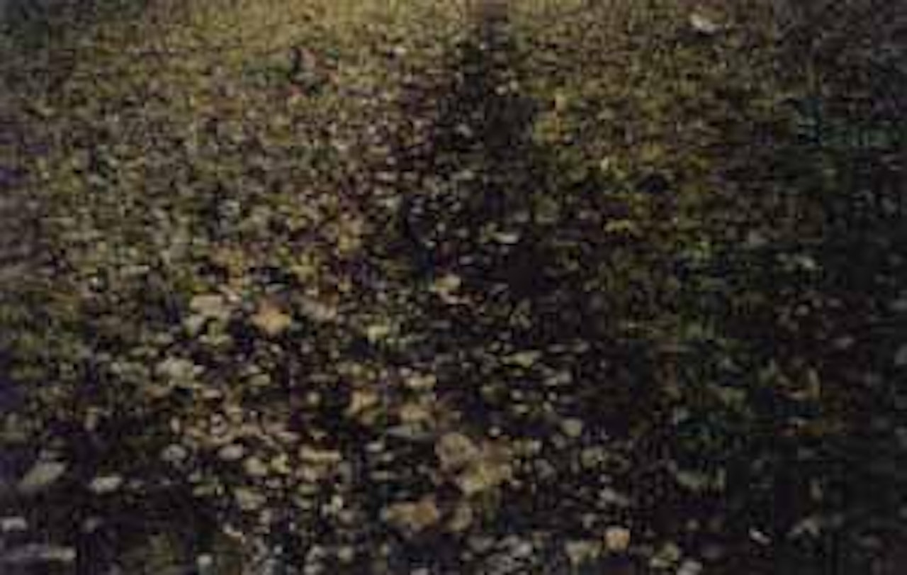 The path series by Olafur Eliasson