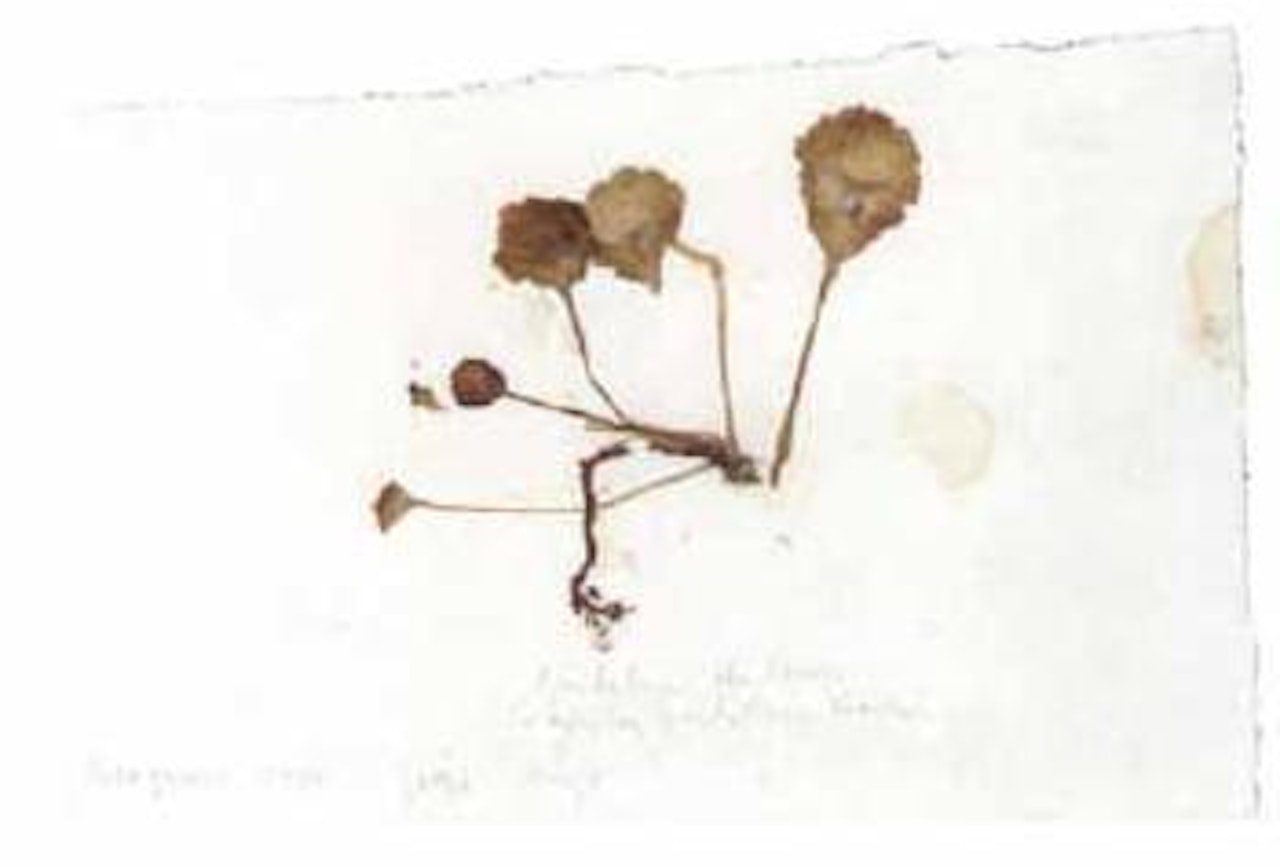 Ombelico de venere by Joseph Beuys