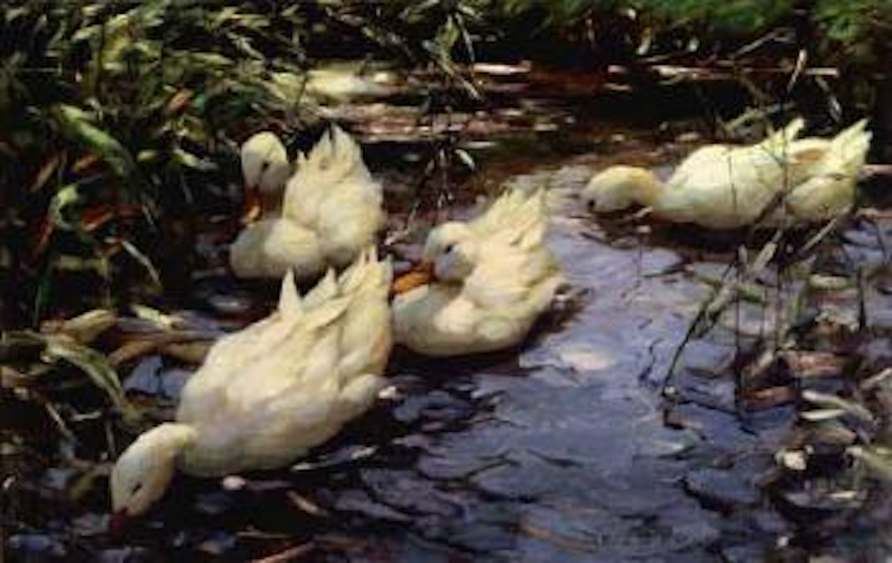 Ducks in the reeds by Alexander Koester