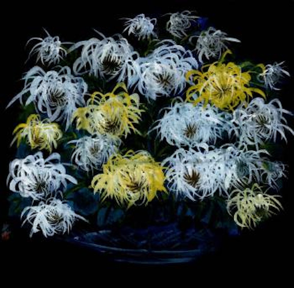 Chrysanthemum by Lin Fengmian