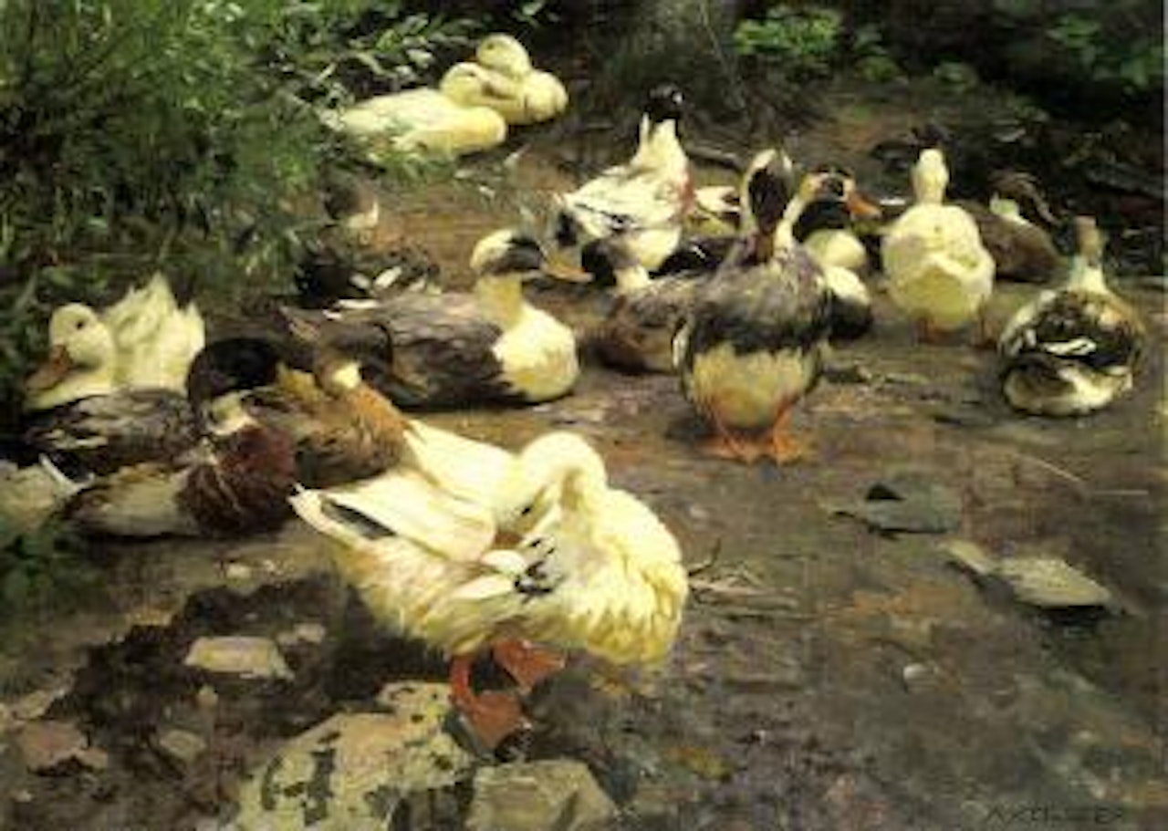 Ducks resting by Alexander Koester