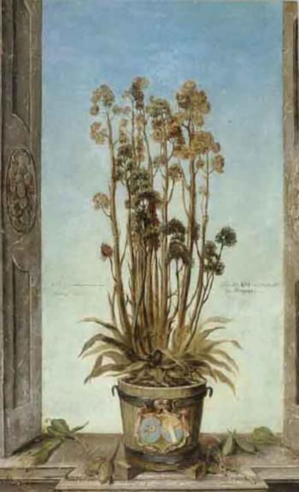 Pot plant in window by German School