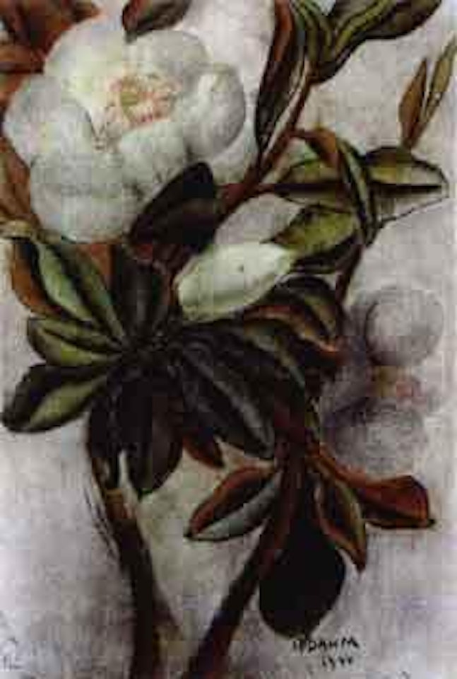 Magnolia blossom by Helen Dahm