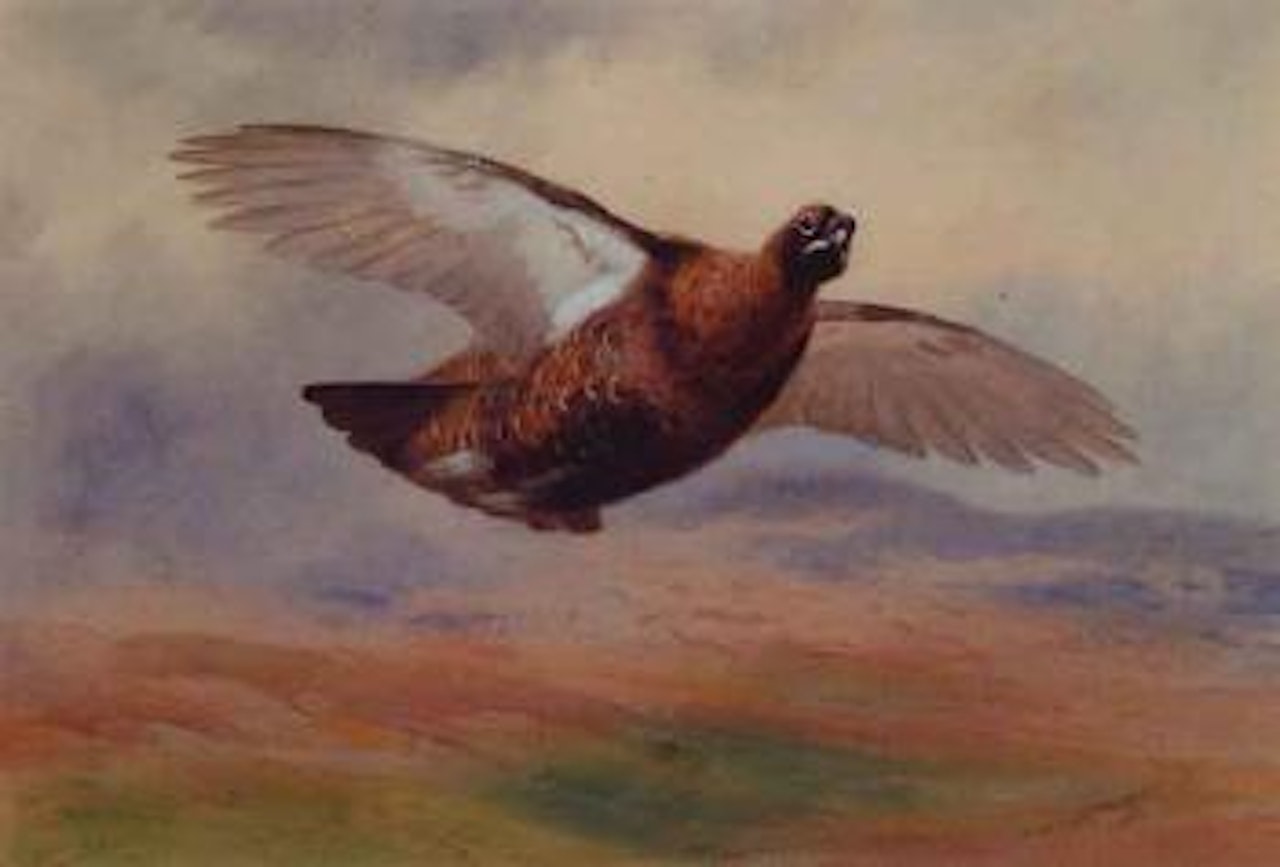 Red grouse in flight by Archibald Thorburn