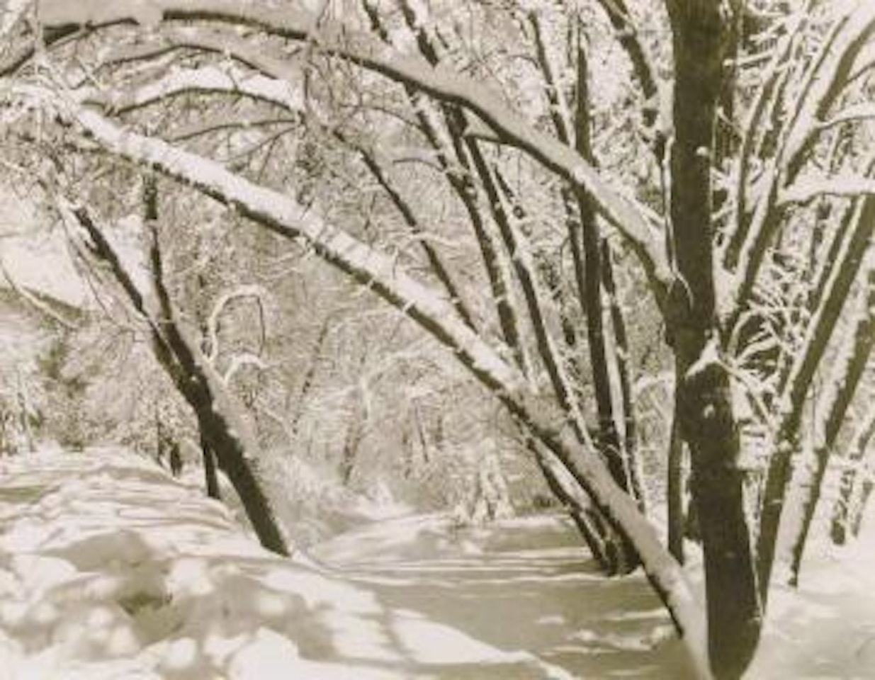 Snowy road in Yosemite by Ansel Adams