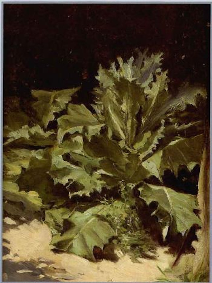 Plant study by Joaquin Sorolla Y Bastida