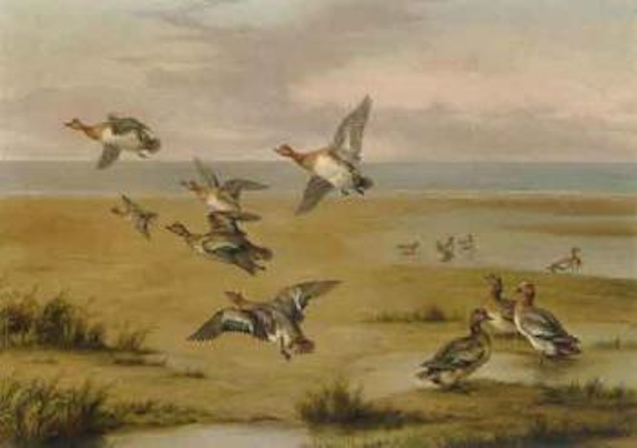 Wild ducks by Edgar Hunt
