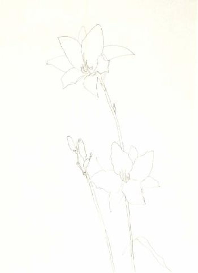 Lily by Ellsworth Kelly