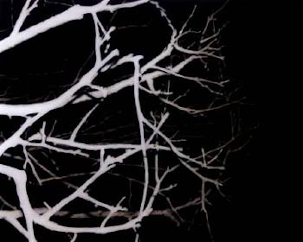 Illuminated branches by Andrew Browne