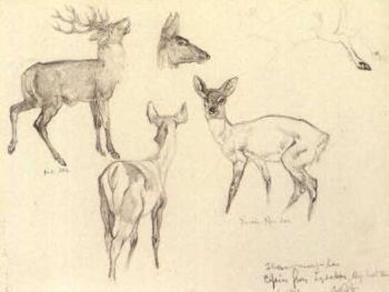 Deers, study by William Russell Flint