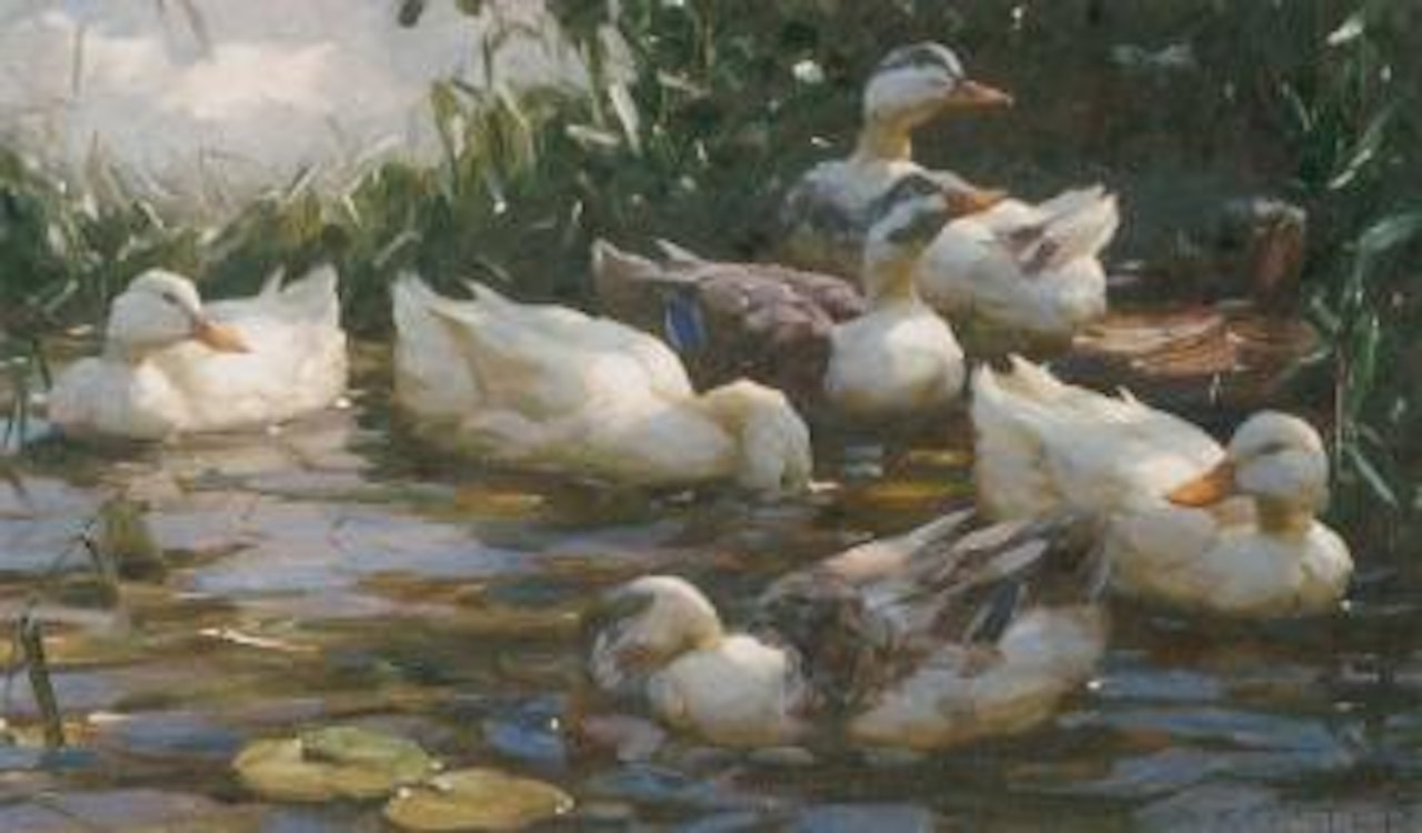 Ducks on a lake by Alexander Koester