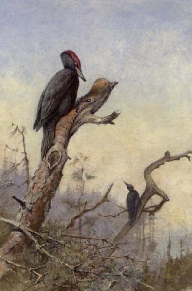 Great black woodpecker by George Edward Lodge