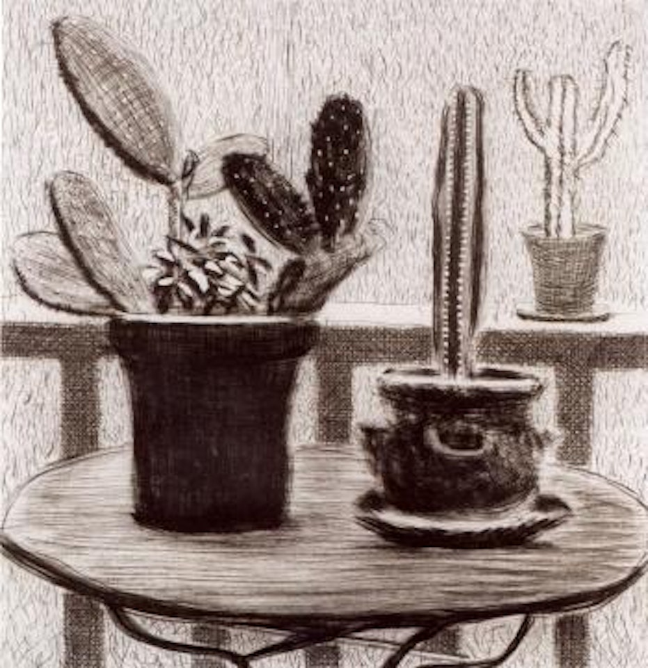 Cactus on terrace by David Hockney
