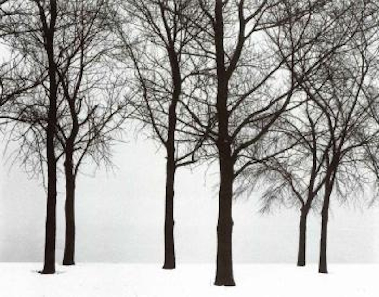 Chicago, tree in snow by Harry Callahan