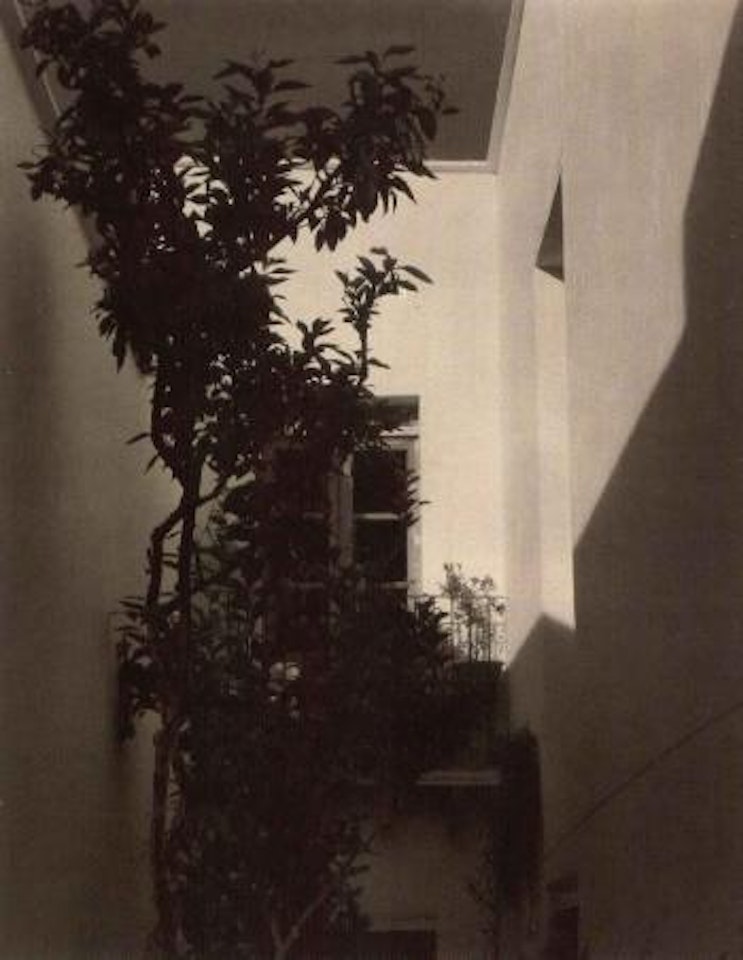 Mexico, tree in courtyard, Saltillo Mexico by Paul Strand