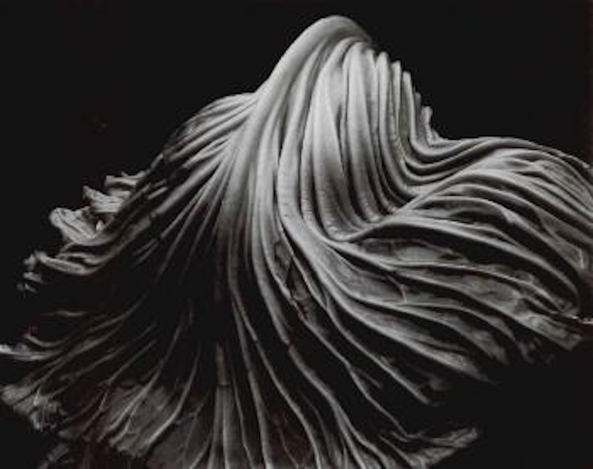Fiftieth anniversary portfolio by Edward Weston