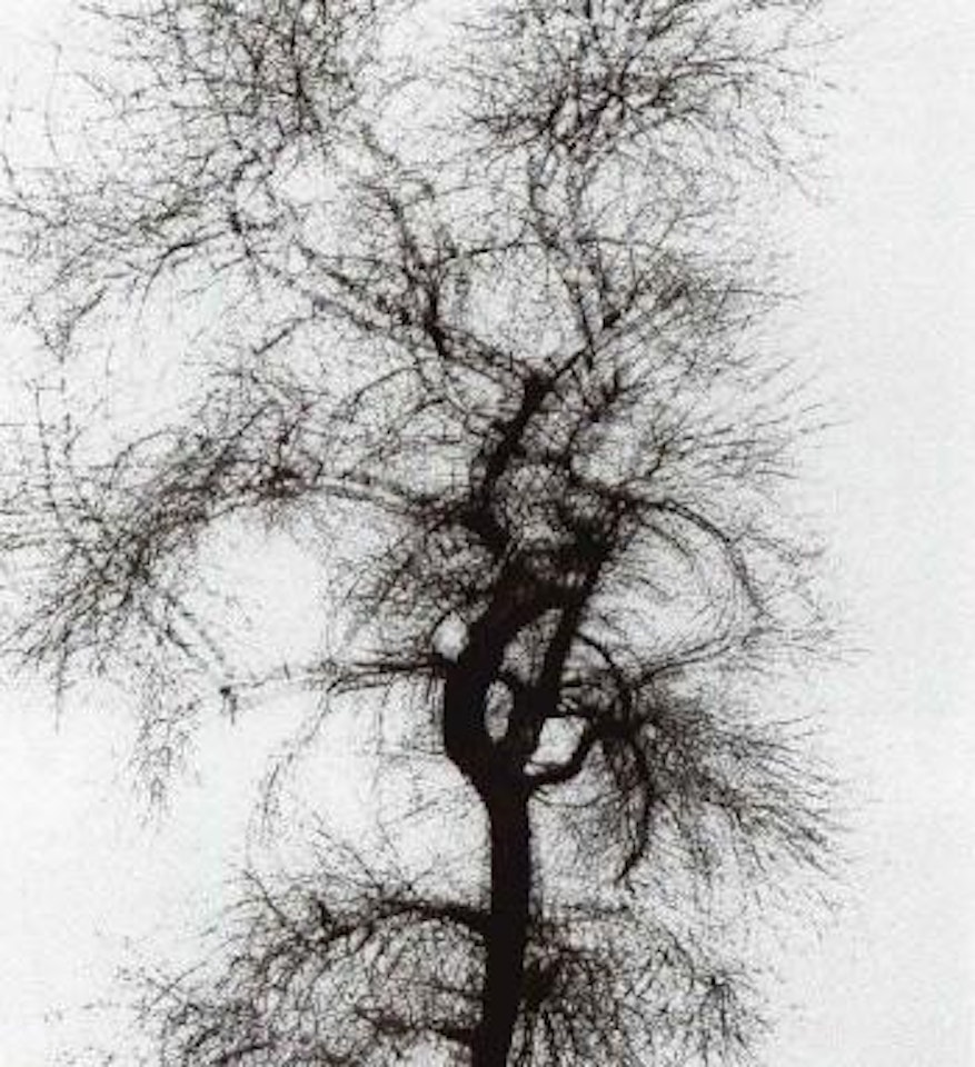 Multiple exposure tree, Chicago by Harry Callahan