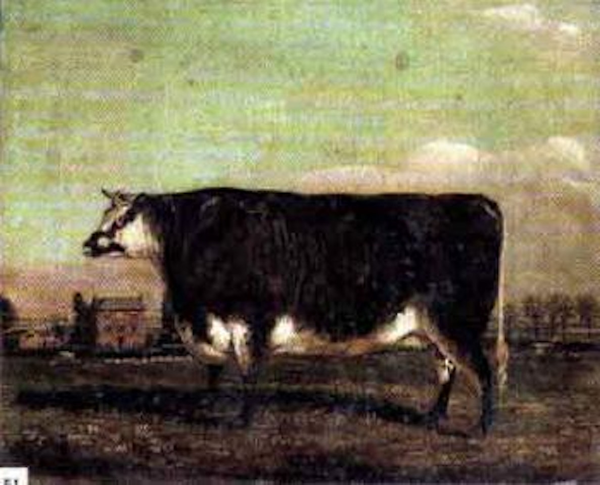 Portrait of a prize bull by English School