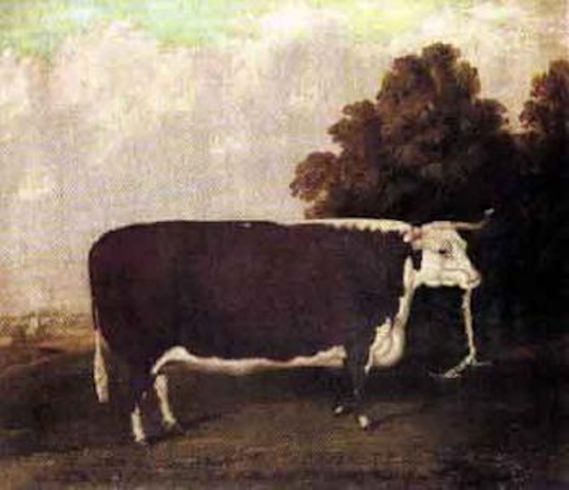 Prize short horned heifer by English School
