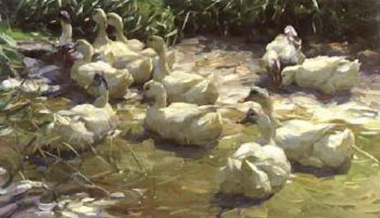 Ducks on a lake by Alexander Koester