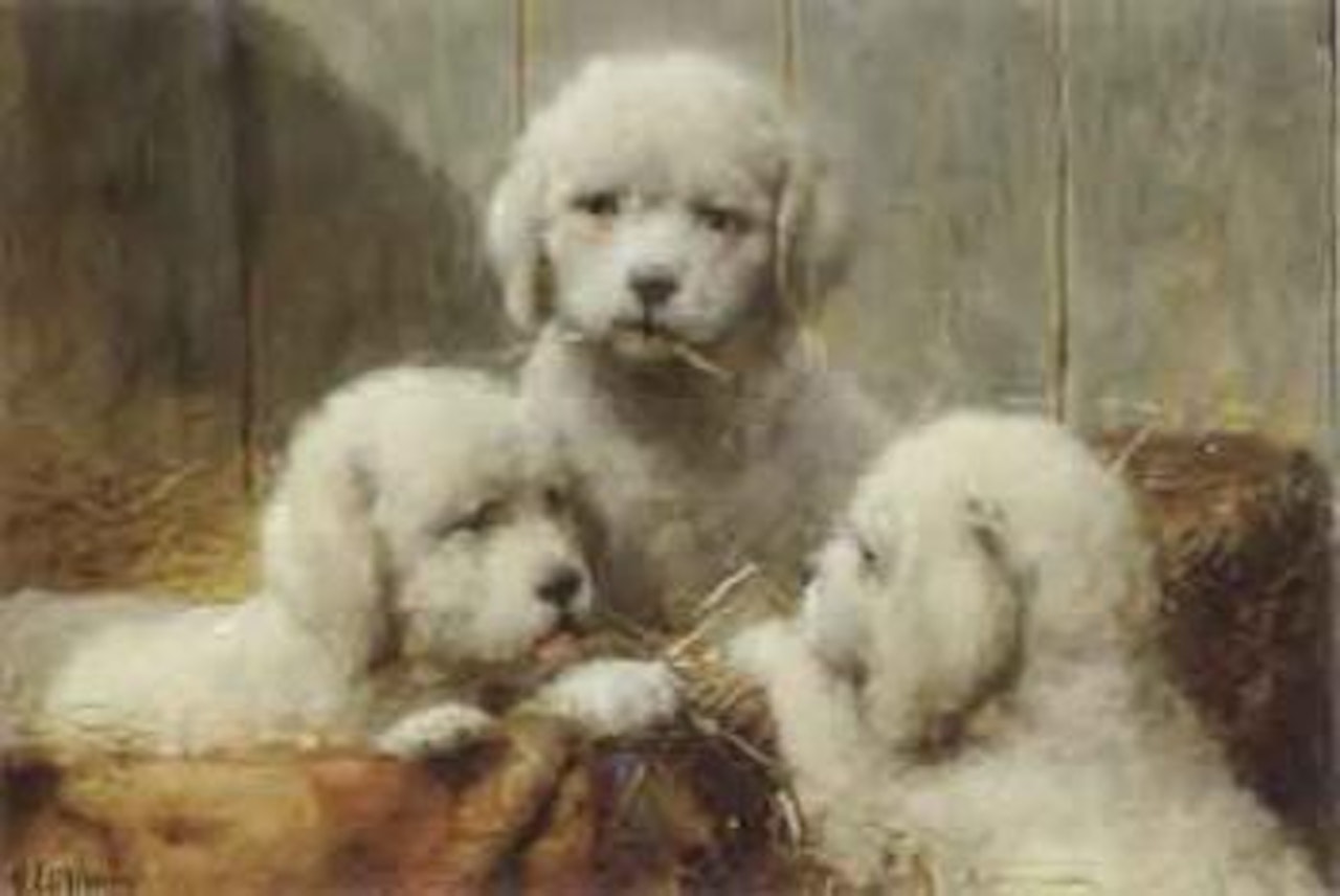 Three puppies in a basket by Otto Eerelman