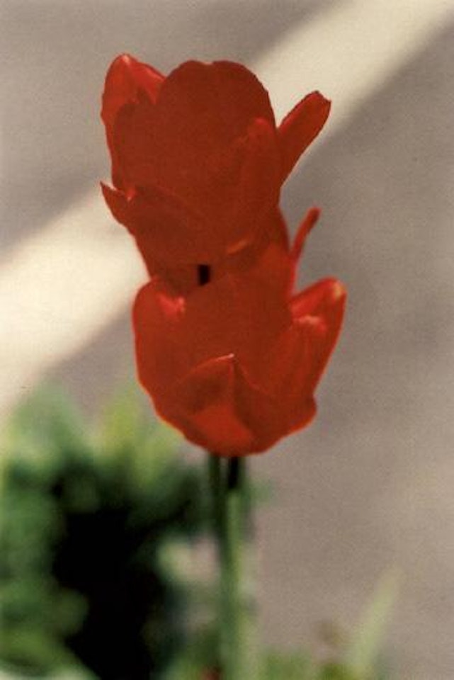 Two rote tulipen n.68, winterthur by Thomas Struth