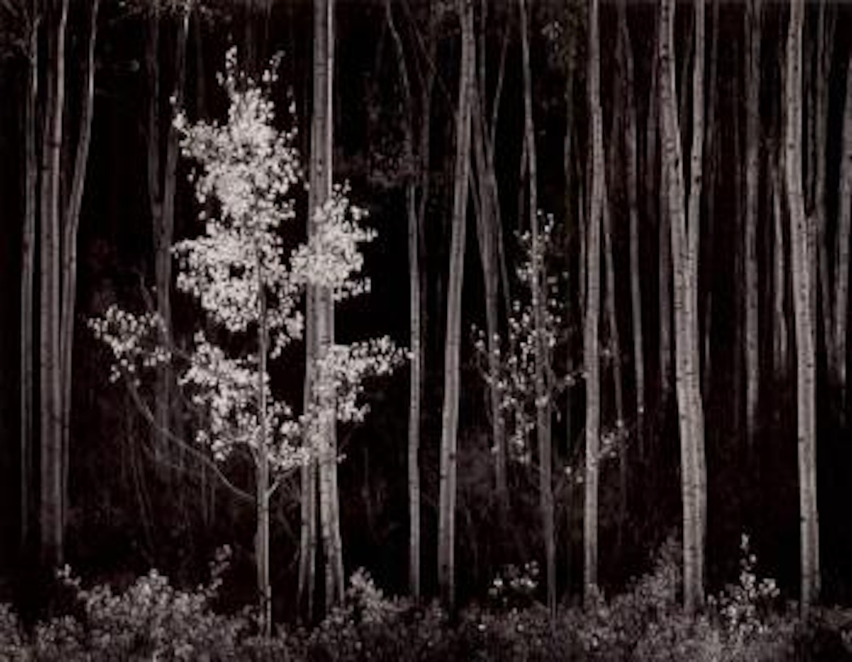 Aspens, Northern New Mexico by Ansel Adams