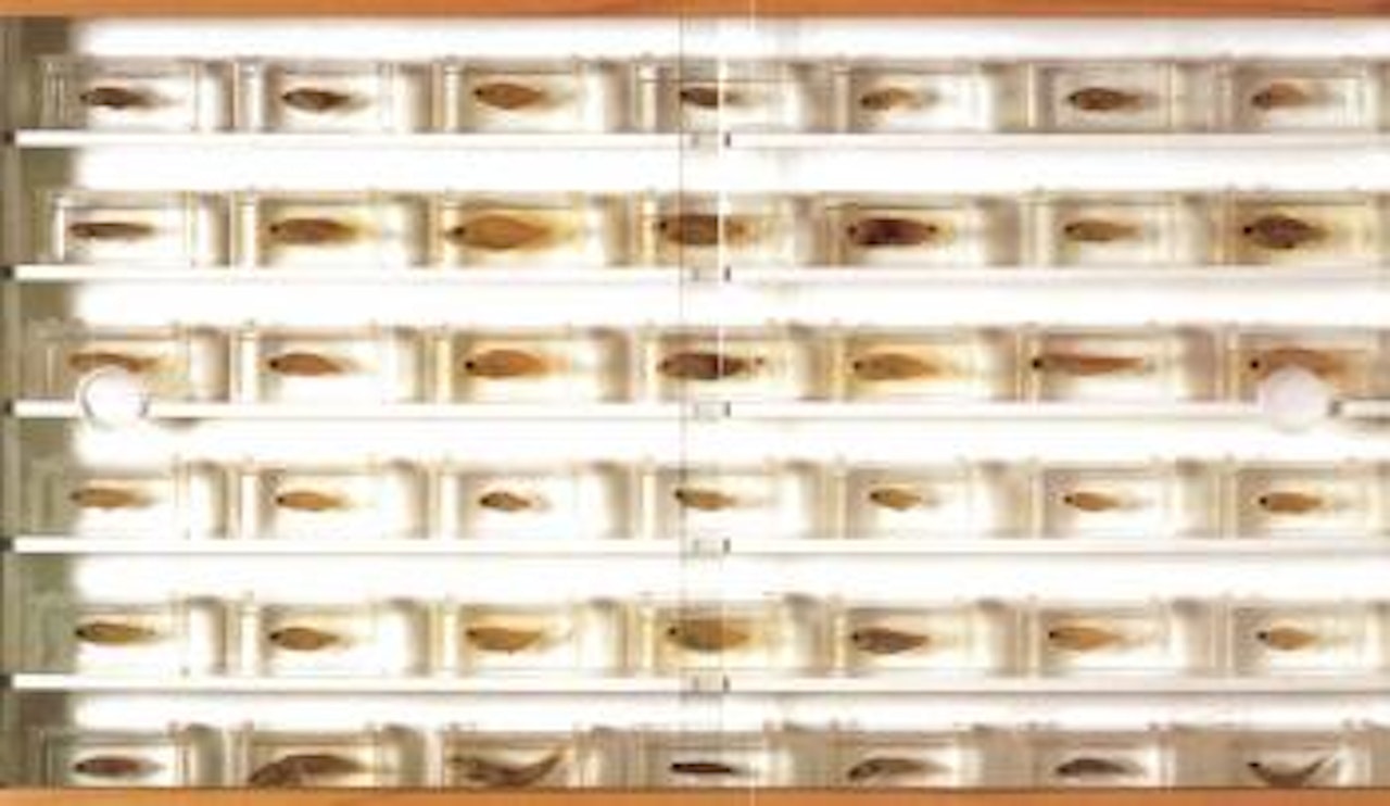 Untitled by Damien Hirst
