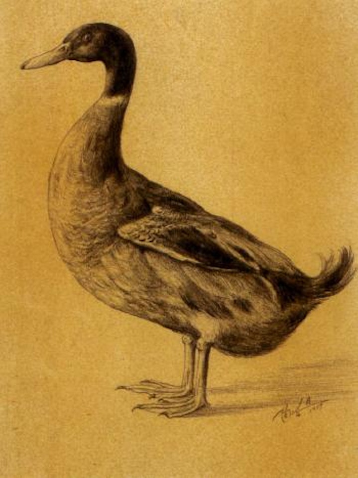 Duck by Lengyue Tao