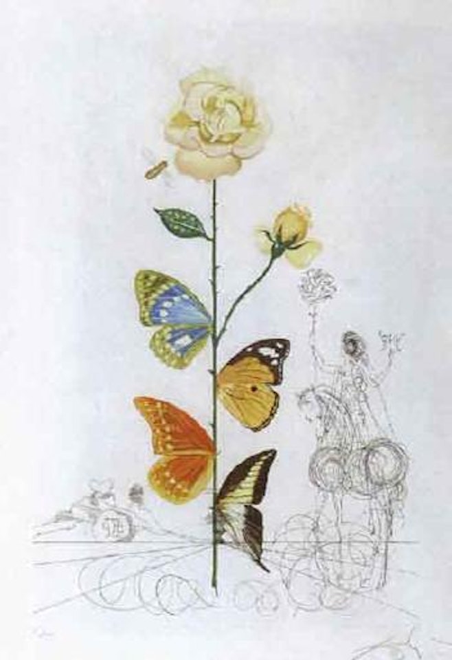 Rose by Salvador Dali