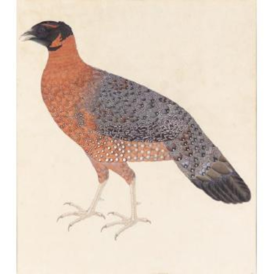 Exotic pheasant by Calcutta School